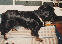hund-klein